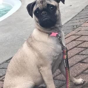 Meet your Posher, Tierra